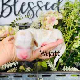 Wyatt - Red male Pyredoodle puppy in Bowling Green, Ohio from FDF Pyredoodles & Bernedoodles