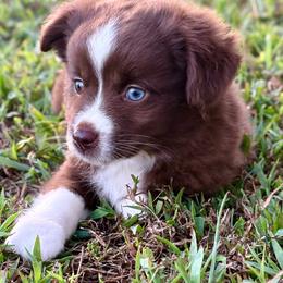 Scarlett - Red & white female Toy Australian Shepherd puppy in Smithville, Arkansas from Cooper Creek Aussies