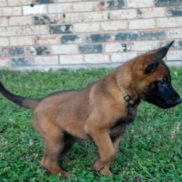 Belgian Malinois and German Shepherd Puppies from Madhouse’s Belgian Malinois and German Shepherds