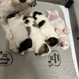 Miniature Bull Terrier and Miniature Schnauzer Puppies from Sugar Kookie Schnauzers