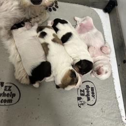 Miniature Bull Terrier and Miniature Schnauzer Puppies from Sugar Kookie Schnauzers