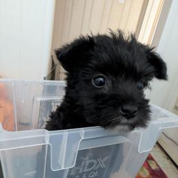 Blossom - Black female Miniature Schnauzer puppy in Paris, Texas from Black Star Farm