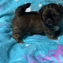 Rudolph - Red and white male Shih Tzu puppy in Sacramento, California from NANA’S  QUALITY SHIH TZU'S