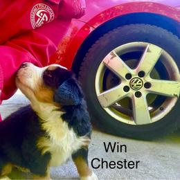 Winchester - Black rust and white male Bernese Mountain Dog puppy in Strasburg, Ohio from Lois Allison