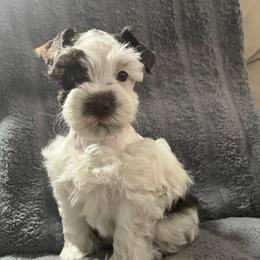 Spot - Parti male Miniature Schnauzer puppy in Norman, Oklahoma from Priscilla's Miniature Schnauzers