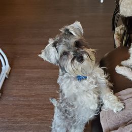 Miniature Schnauzer All Grown Up from Lamb's Little Loves