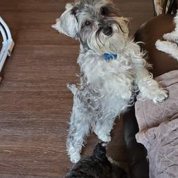 Miniature Schnauzer All Grown Up from Lamb's Little Loves