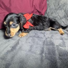 5 Jiminy Cricket - Black and cream male Dachshund puppy in Central Point, Oregon from MRS Long Dog Ranch