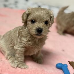 Fozzy - Champagne male Maltipoo puppy in Newport Beach, California from Exotic City Pomeranians and chihuahuas