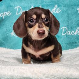 Cappuccino - Chocolate and tan female Dachshund puppy in Mount Sherman, Kentucky from Kaleidoscope Dachshunds and Whippets
