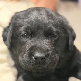 Hot Pink - Black female Labrador Retriever puppy in Manheim, Pennsylvania from Monarch Labradors