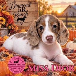 MISS DIOR - Dapple female Dachshund puppy in Columbia, Louisiana from Diamond 5R Ranch AKC & CKC Miniature Dachshunds