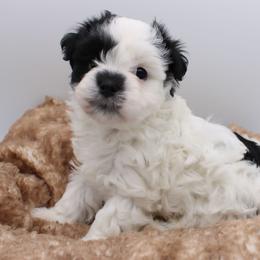 Button - Black and white female Havanese puppy in Hendersonville, North Carolina from Grayfinn House