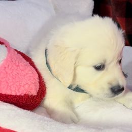 Ms Teal Girl - Honey - Golden Retriever puppy from Farley Goldens