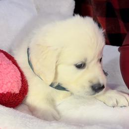 Ms Teal Girl - Honey - Golden Retriever puppy from Farley Goldens