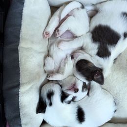 Chihuahua Puppies from Home of Tiny Chihuahuas