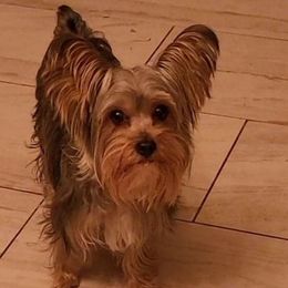 Maya - Yorkshire Terrier
