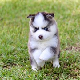 Sarah - Silver and white female Pomsky puppy in Denham Springs, Louisiana from Bayouland Pomskies