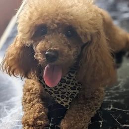 Maltipoos and Poodles from Red Okie Maltipoos