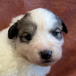 LETTI Purple collar female - White and badger female Great Pyrenees puppy in Fair Grove, Missouri from Allen Wags & Woolies