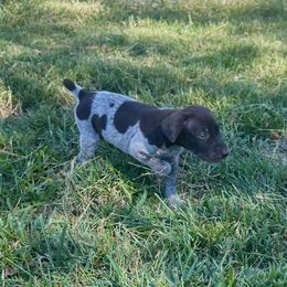 Juliette - female German Shorthaired Pointer puppy in Oxford, Ohio from LyonHeart