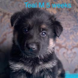 Teal collar boy - Black and red male German Shepherd puppy in Coleta, Illinois from Four Leaf Farm- Vom Vierblättriges Bauernhof