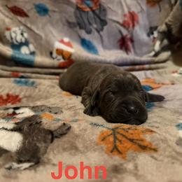 John - Black male Cane Corso puppy in Jacksonville, North Carolina from Cor Dei Cane Corso