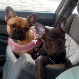 French Bulldog All Grown Up from Fetching Frenchies of SWFL