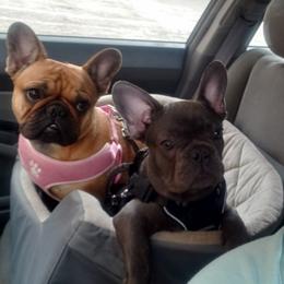 French Bulldog All Grown Up from Fetching Frenchies of SWFL