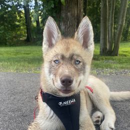 Glacier - Siberian Husky