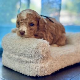 Drizzle - Red male Cockapoo puppy in Palm Beach County, Florida from Benji’s Cockapoos