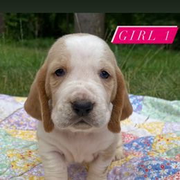 SOLD - Basset Hound puppy in New York from Lil Family Farm