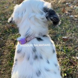 Dalmatian Puppies from Missouri Dalmatians