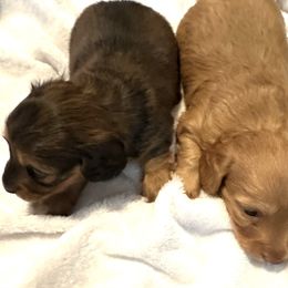 Dachshund puppies from House of Dachshunds Texas