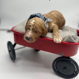 Poodle Puppies from Ruby’s Southern Doodles and Poodles