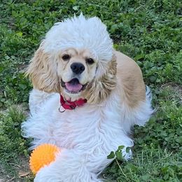 Cocker Spaniels from Palms Cocker Spaniels of Texas