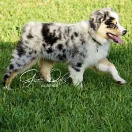 Australian Shepherds and Miniature Australian Shepherds from Grace Oaks Aussies