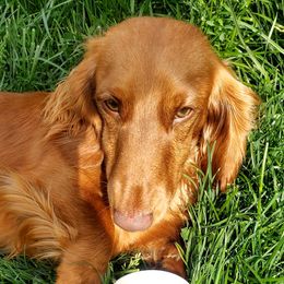 Leon - Dachshund