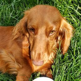 Leon - Dachshund
