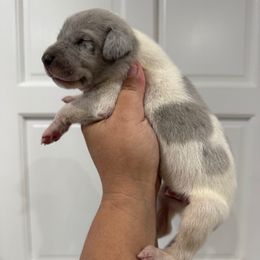 Jace - Blue and white male Great Dane puppy in Florida from Beachside Kennels