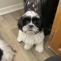 Shih Tzu Puppies from TACG