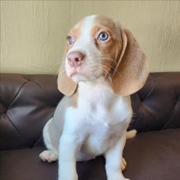 Sophia - Tan and white female Beagle puppy in Bois D Arc, Missouri from Country Home Pets and Farm