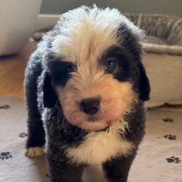 Green boy - Blue gray and white male Sheepadoodle puppy in Riverside, California from Downtown Doodles & Frenchies