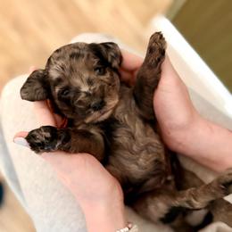 Creed - Merle male Cockapoo puppy in Denver, Pennsylvania from Greenview Puppies