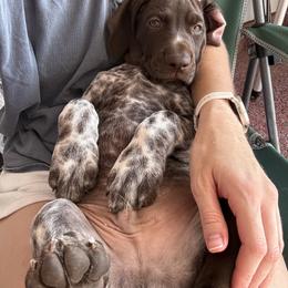 German Shorthaired Pointer Puppies from Redemption Dogs
