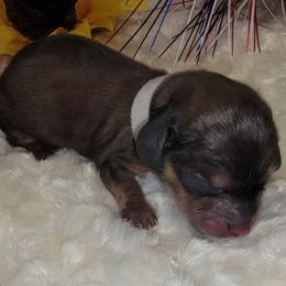 Astro - Sable male Dachshund puppy in Terlton, Oklahoma from CLARK'S BREEDING PROGRAM