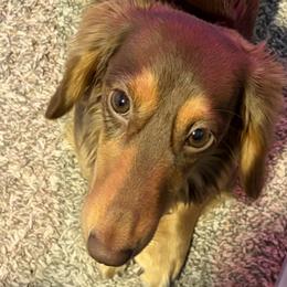 Dachshunds from K&K Mini Doxies