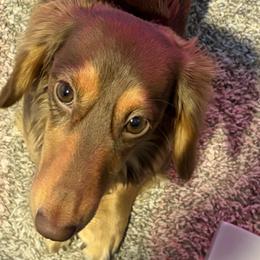Dachshunds from K&K Mini Doxies