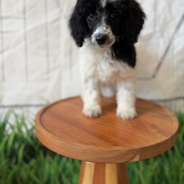 Green girl - Parti female Poodle puppy in Travelers Rest, South Carolina from Hampshire Hill’s Standard Poodles