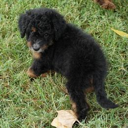 Boy 3 - male Aussiedoodle puppy in Lawton, Oklahoma from Lindsey’s Aussies